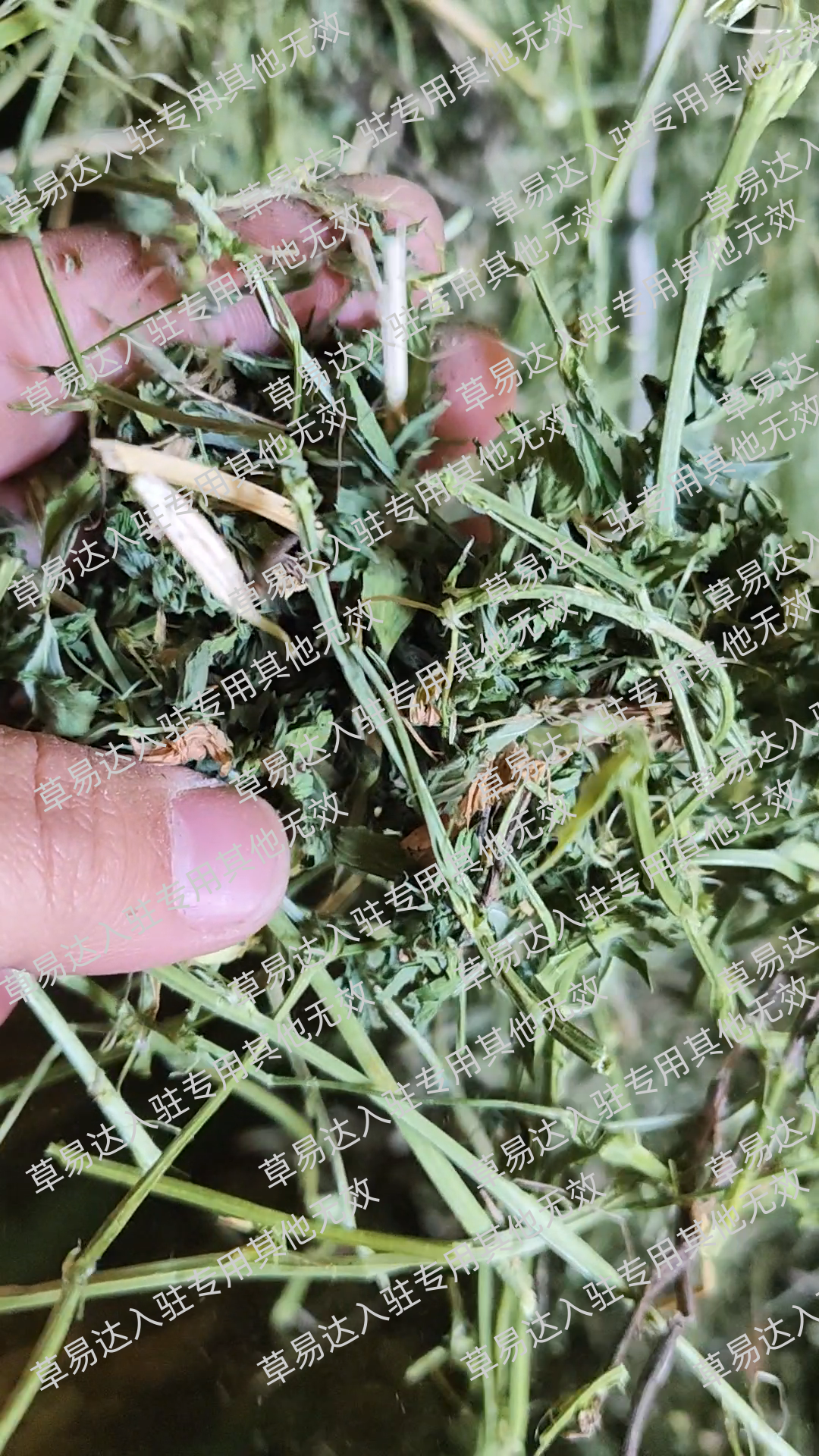 内蒙古绿色正北方文化传媒有限公司