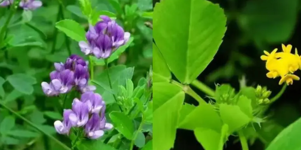 我国地大物博，但一种小小的牧草，却被美国长期“卡脖子”