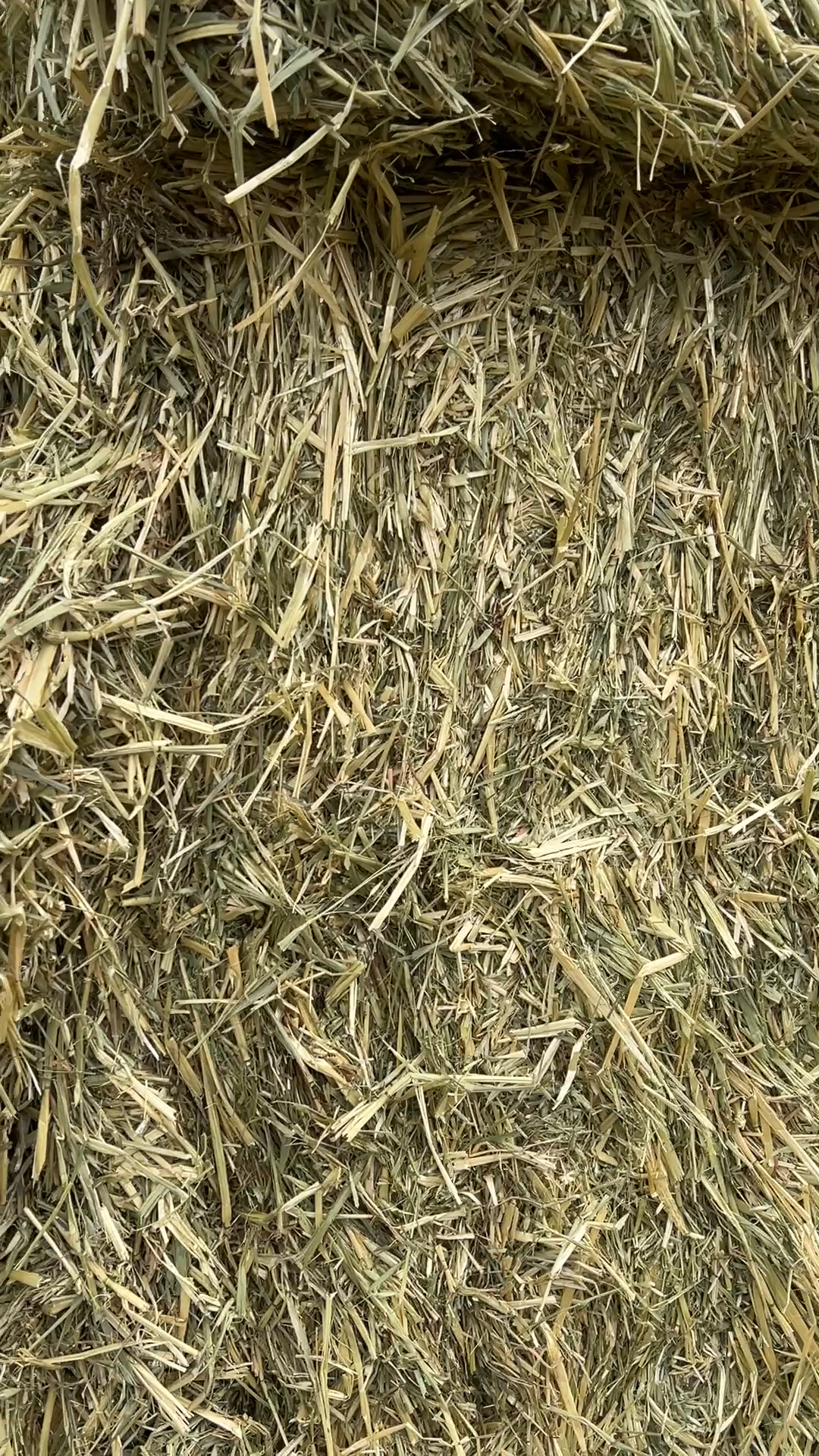 燕麦草六成绿乌拉盖现货